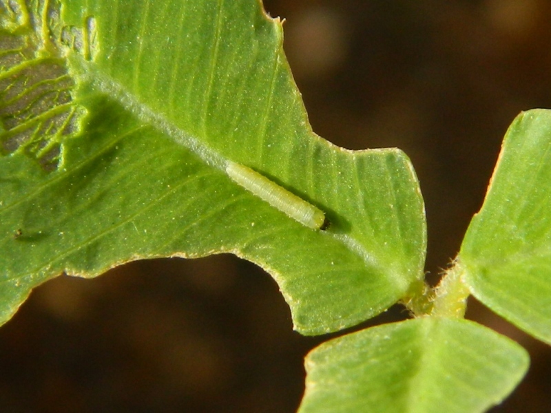 Colias crocea e uova